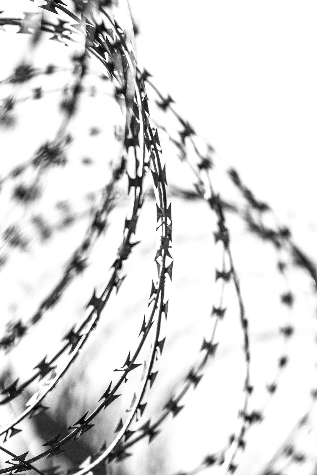 Coils of razor wire along a security fence.